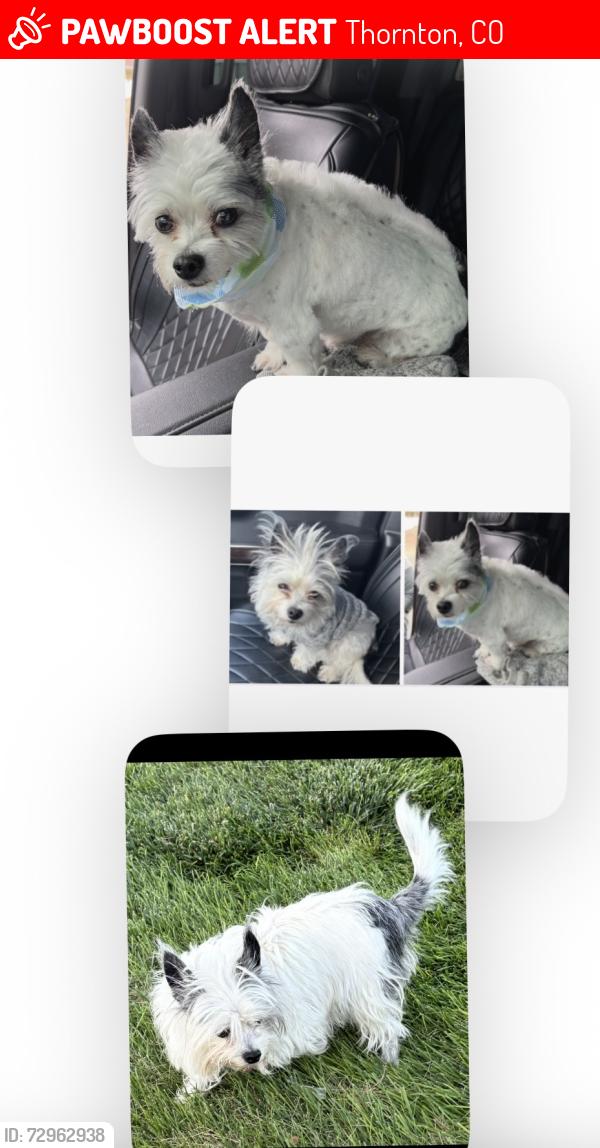 Lost Male Dog last seen Near th and devonshire thornton co80229, Thornton, CO 80229