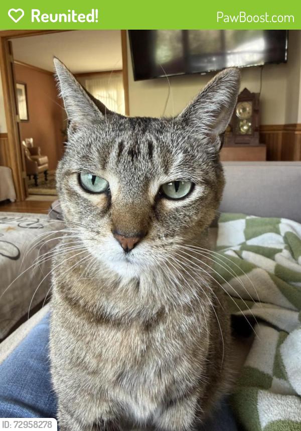 Reunited Female Cat last seen Francis & London Road, New Lenox, IL 60451