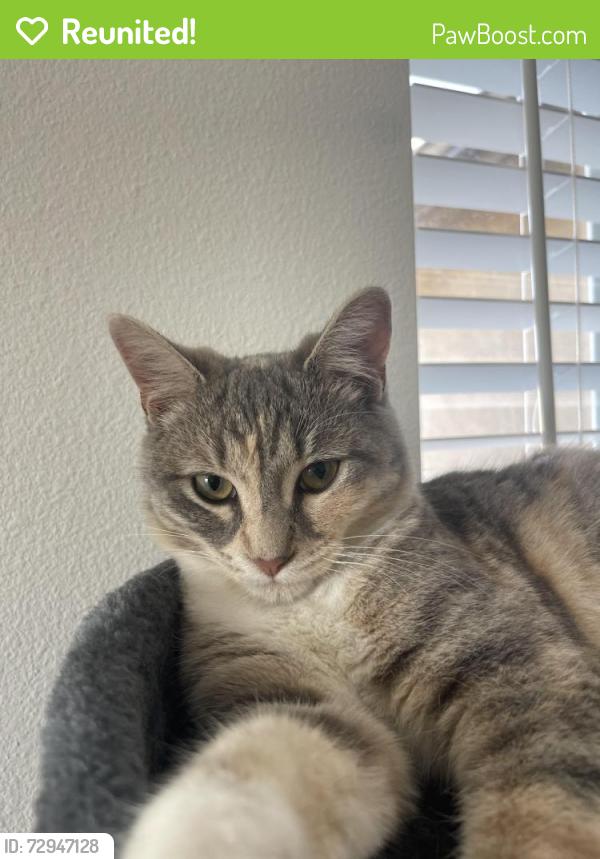 Reunited Female Cat last seen Rusty and flannery, French Valley, CA 92596