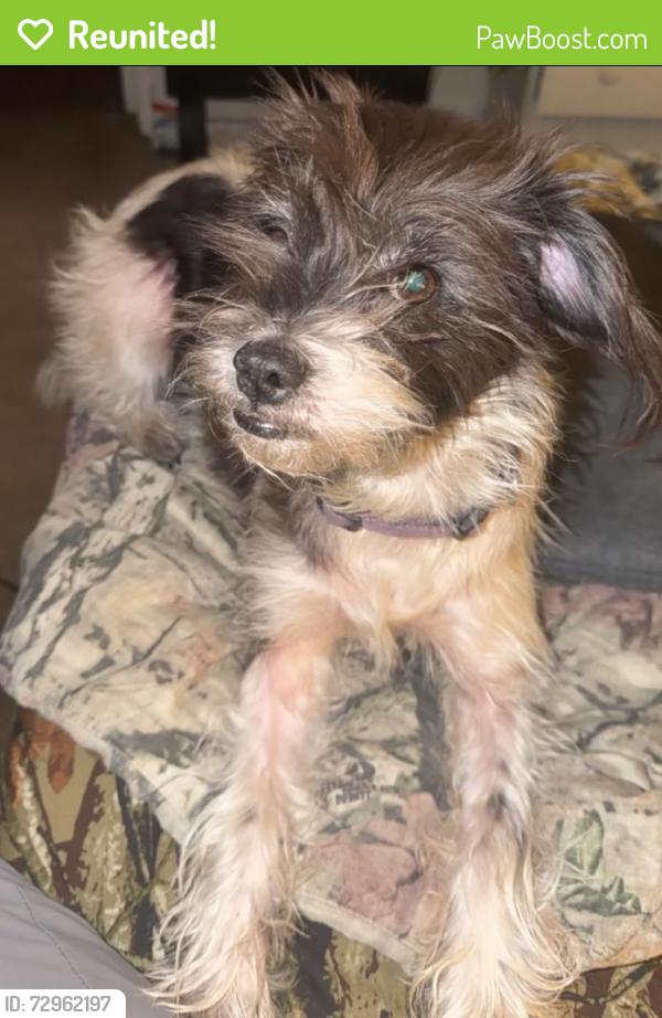 Reunited Female Dog last seen Near Burbank Dr, Baton Rouge, LA 70808