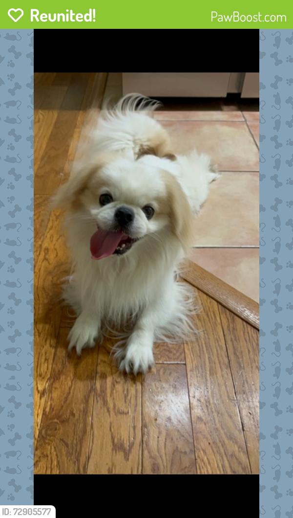 Reunited Male Dog last seen Southlake, gvine area , Southlake, TX 76092