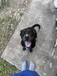 Found/Stray Female Dog last seen Knollcreek neighborhood , San Antonio, TX 78247