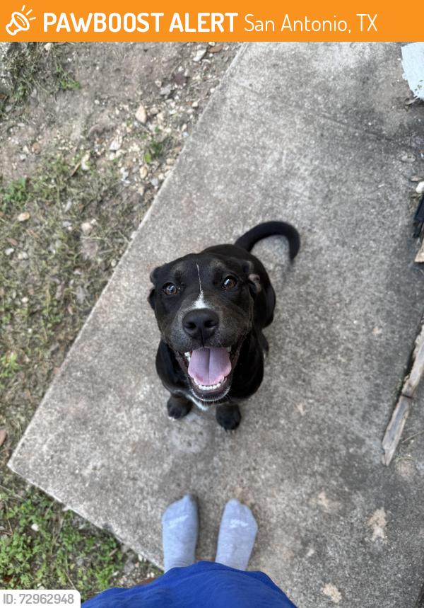 Found/Stray Female Dog last seen Knollcreek neighborhood , San Antonio, TX 78247