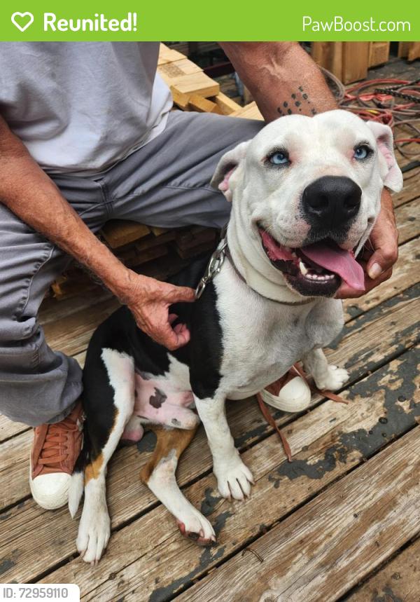 Reunited Male Dog last seen Driskell Ave, Fort Worth, TX 76107