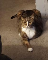 Lost Female Cat last seen N front st Minersville PA, Minersville, PA 17954