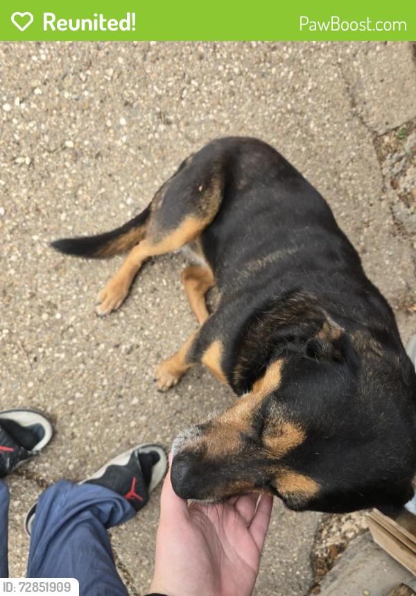 Reunited Female Dog last seen Premier high school , Amarillo, TX 79109