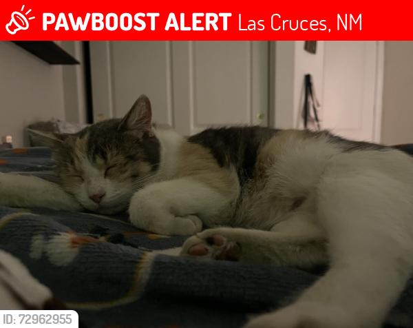 Lost Female Cat last seen Hoagland , Las Cruces, NM 88005