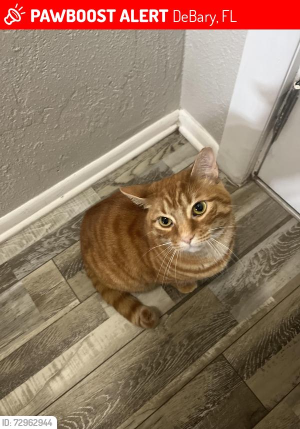 Lost Female Cat last seen s s road, DeBary, FL 32713