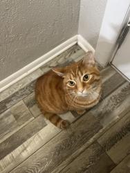 Lost Female Cat last seen s s road, DeBary, FL 32713
