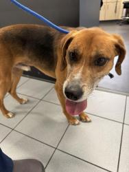 Found/Stray Male Dog last seen New sandy cross road , Middlesex, NC 27557