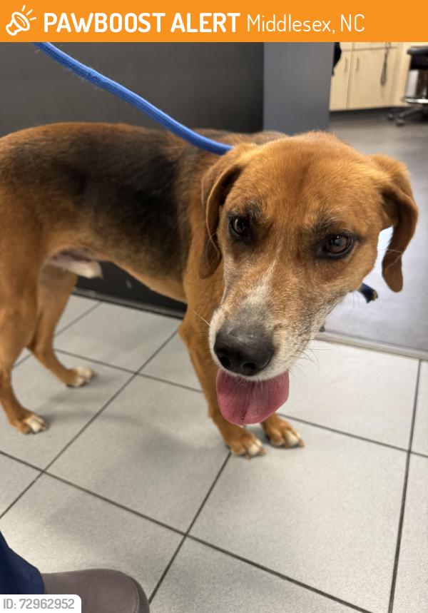 Found/Stray Male Dog last seen New sandy cross road , Middlesex, NC 27557