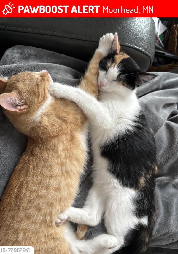Lost Female Cat last seen 4th Ave south, moorhead, Moorhead, MN 56560