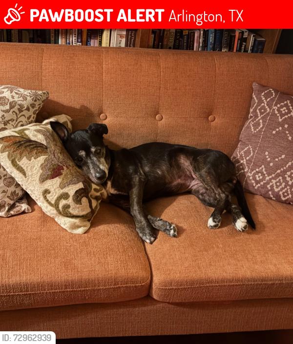 Lost Female Dog last seen Woodland west neighborhood, Arlington, TX 76013