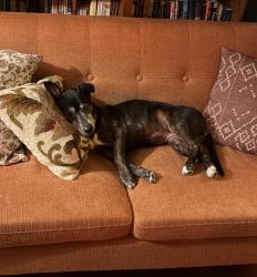Lost Female Dog last seen Woodland west neighborhood, Arlington, TX 76013