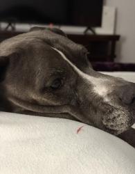 Reunited Female Dog last seen Springton & Macrantha, Spring, TX 77379