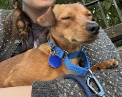 Lost Male Dog last seen He ran down the park, New York, NY 10027