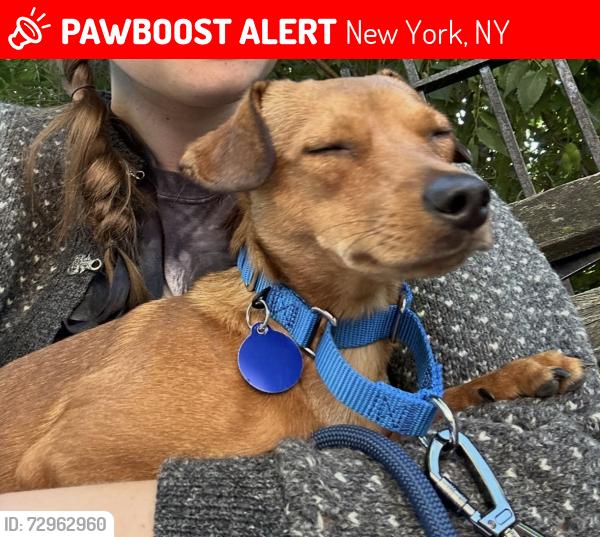 Lost Male Dog last seen He ran down the park, New York, NY 10027