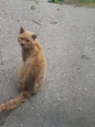 Lost Male Cat last seen honeyle dr, Troy, OH 45373