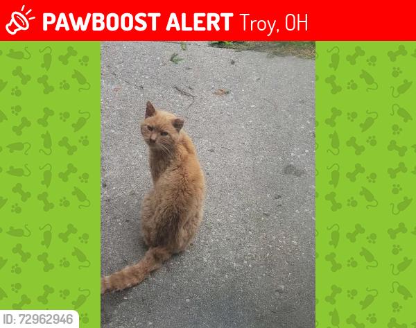 Lost Male Cat last seen honeyle dr, Troy, OH 45373