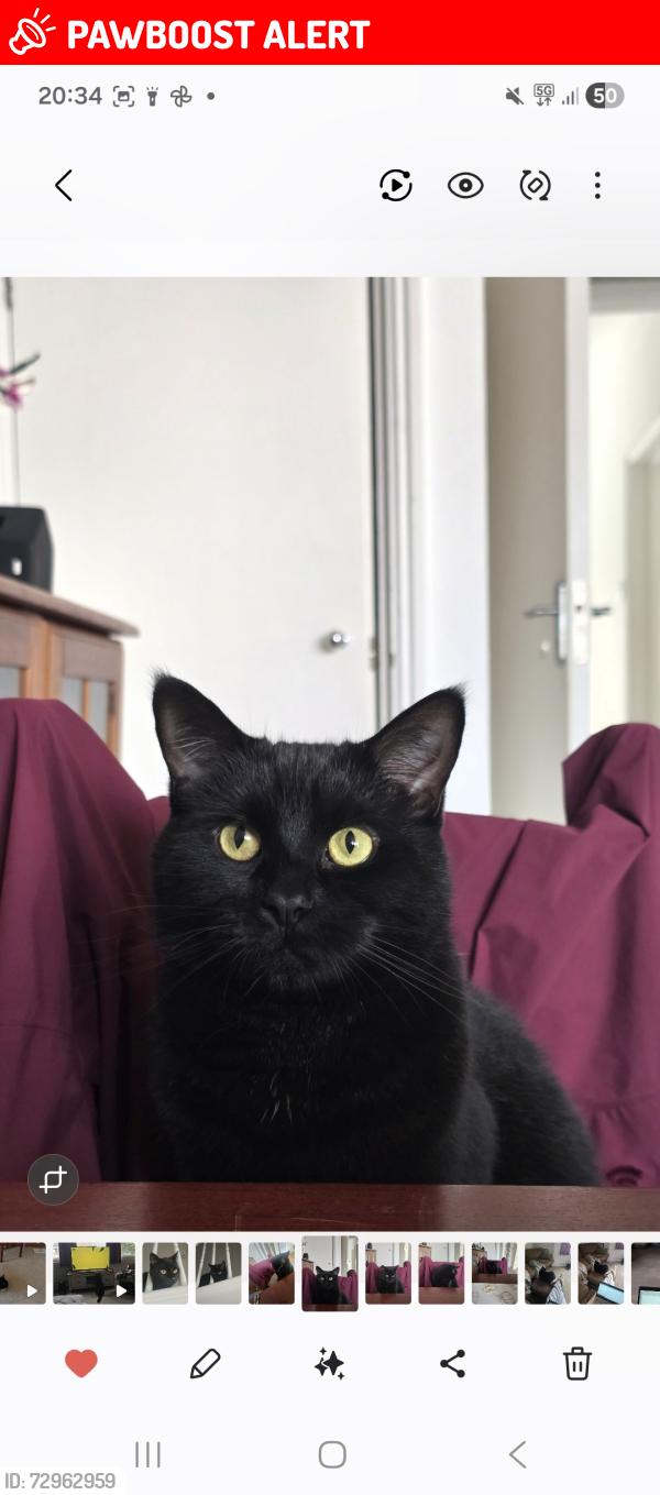 Lost Male Cat last seen Ethel street, Brighton and Hove, England BN3