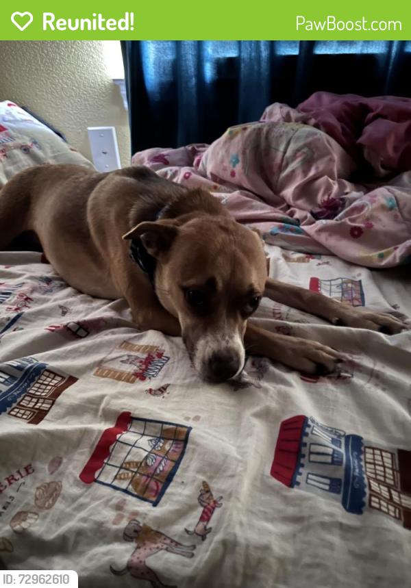 Reunited Female Dog last seen Willowwood St. and McCormick St., Denton, TX 76205