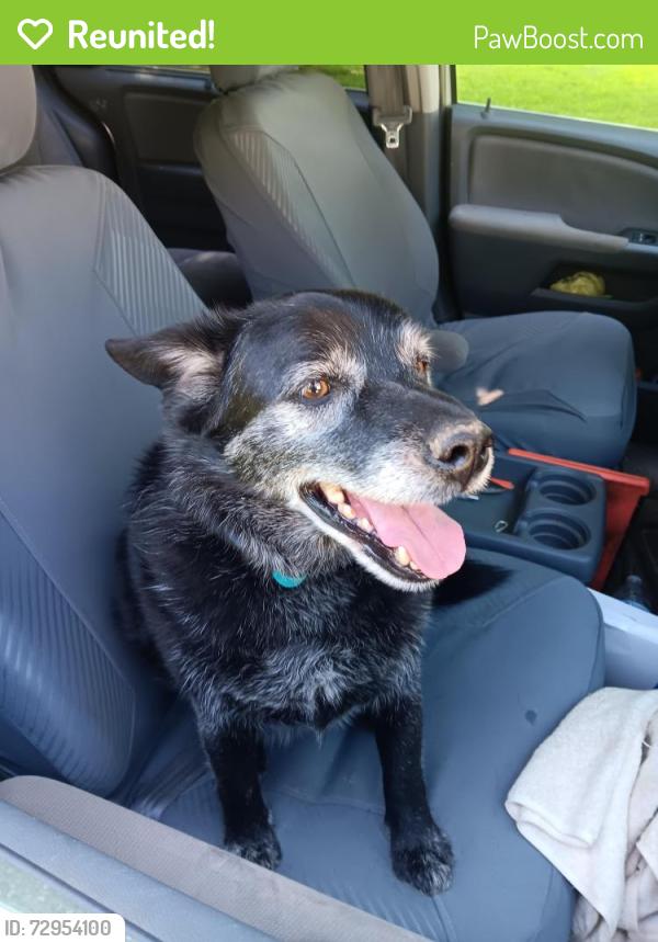 Reunited Male Dog last seen Bagdad rd and Sharp rd Waterford pa , Waterford, PA 16441