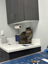 Lost Male Cat last seen Lions party store Waterford , Waterford Township, MI 48327