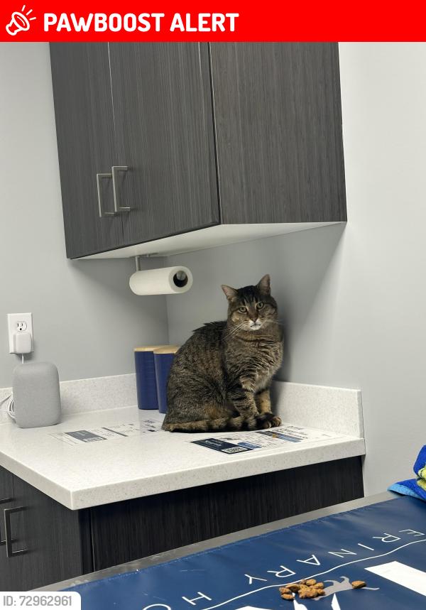 Lost Male Cat last seen Lions party store Waterford , Waterford Township, MI 48327
