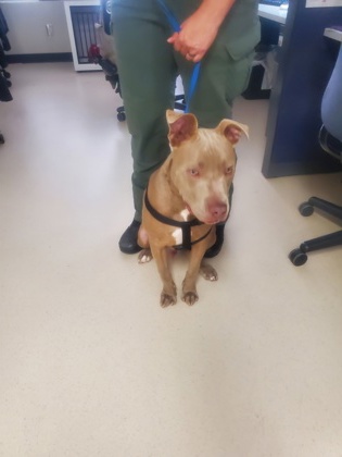Shelter Stray Male Dog last seen Keller, TX 76248, Keller, TX 76248