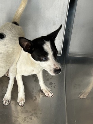 Shelter Stray Male Dog last seen , TX , Fort Worth, TX 76119