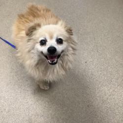 Shelter Stray Male Dog last seen , TX , Fort Worth, TX 76119