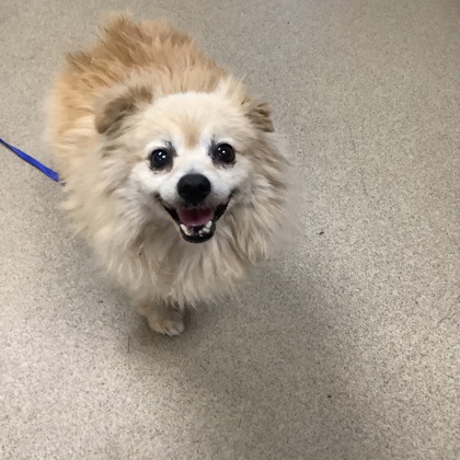 Shelter Stray Male Dog last seen , TX , Fort Worth, TX 76119