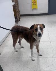 Shelter Stray Male Dog last seen Gulfport, MS , Gulfport, MS 39501