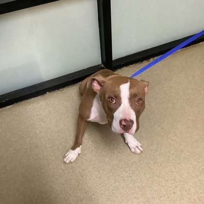 Shelter Stray Female Dog last seen Fort Worth, TX 76107, Fort Worth, TX 76119