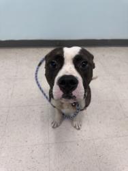 Shelter Stray Male Dog last seen Gulfport, MS , Gulfport, MS 39501