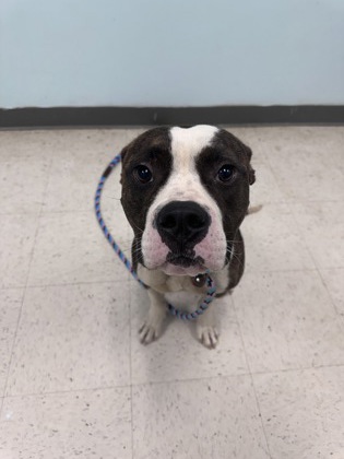 Shelter Stray Male Dog last seen Gulfport, MS , Gulfport, MS 39501