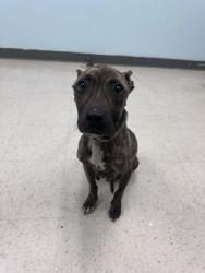 Shelter Stray Female Dog last seen Gulfport, MS , Gulfport, MS 39501