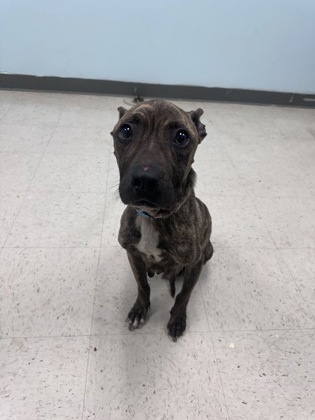 Shelter Stray Female Dog last seen Gulfport, MS , Gulfport, MS 39501