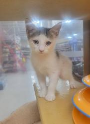 Shelter Stray Female Cat last seen Fort Worth, TX 76110, Fort Worth, TX 76119