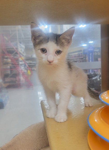 Shelter Stray Female Cat last seen Fort Worth, TX 76110, Fort Worth, TX 76119