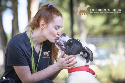 Shelter Stray Female Dog last seen North Charleston, SC 29406, North Charleston, SC 29406