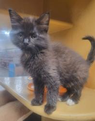 Shelter Stray Male Cat last seen Fort Worth, TX 76110, Fort Worth, TX 76119