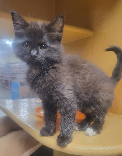 Shelter Stray Male Cat last seen Fort Worth, TX 76110, Fort Worth, TX 76119