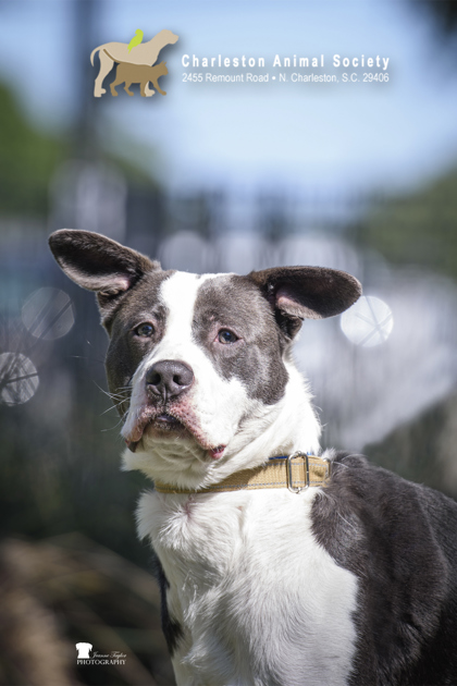 Shelter Stray Male Dog last seen Charleston, SC 29414, North Charleston, SC 29406