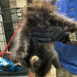 Shelter Stray Female Cat last seen Fort Worth, TX 76119, Fort Worth, TX 76119