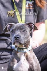Shelter Stray Female Dog last seen North Charleston, SC 29405, North Charleston, SC 29406