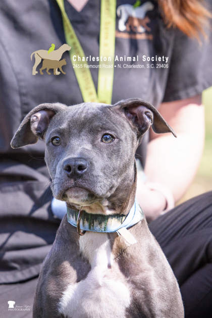 Shelter Stray Female Dog last seen North Charleston, SC 29405, North Charleston, SC 29406