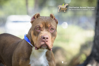 Shelter Stray Male Dog last seen Charleston, SC 29403, North Charleston, SC 29406