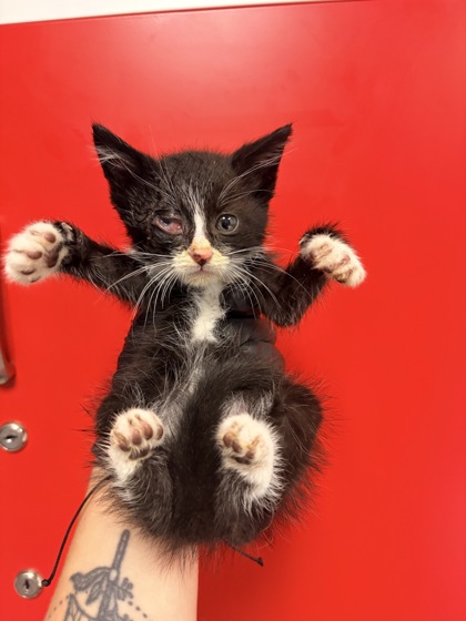 Shelter Stray Female Cat last seen Moncks Corner, SC 29461, North Charleston, SC 29406