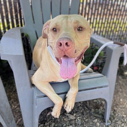 Shelter Stray Male Dog last seen Oakland, CA 94607, Oakland, CA 94601